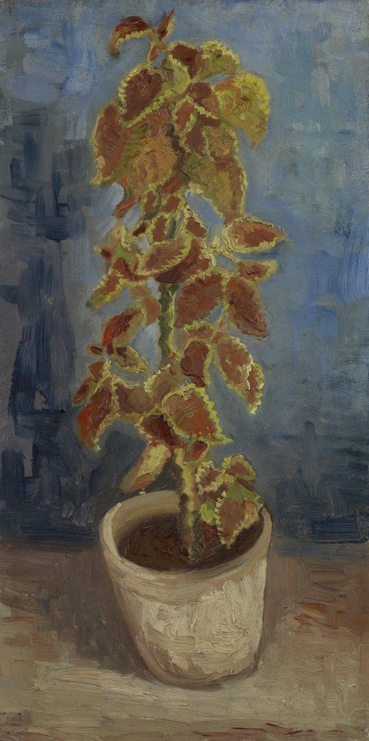 Siernetel in bloempot - s0185V1962 - Van Gogh Museum