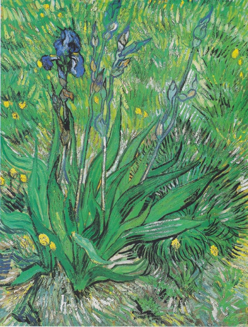 Van Gogh - Iris