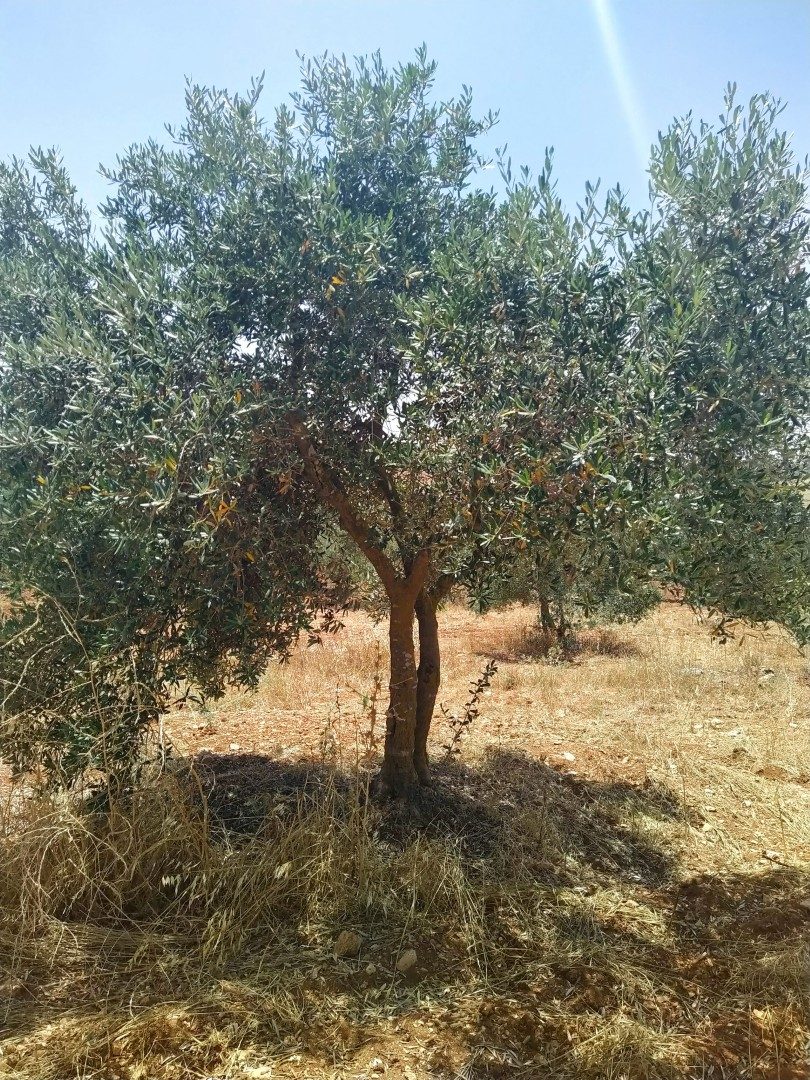 #U0639#U0638#U0645#U0629 #U0634#U062c#U0631#U0629 #U0627#U0644#U0632#U064a#U062a#U0648#U0646